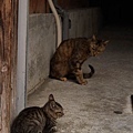 PA252674-a.jpg