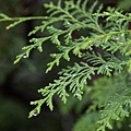 PA262933-a.jpg