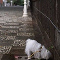 沿路一直不知在吃什麼