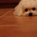 P5036120-a.jpg