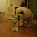 P5036122-a.jpg