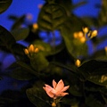 20110619-a.jpg