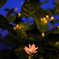 20110619-a.jpg