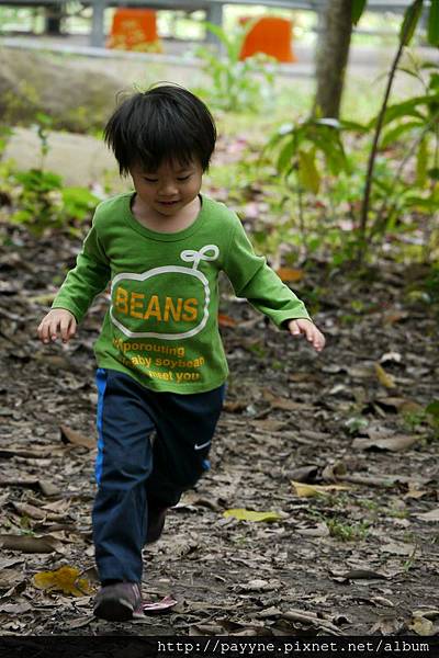 2012.03.18--滿地的落葉，踏一踏是什麼聲音....