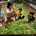 2012.03.22--老師領著大家到學校菜圃拔蘿蔔...（學校老師紀錄）