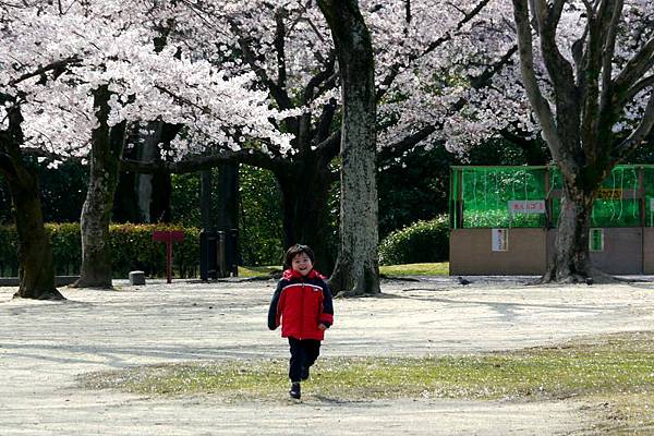 2012.04.03-這次的熊本城開了滿滿的櫻花，實在美麗！