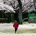 2012.04.03-這次的熊本城開了滿滿的櫻花，實在美麗！