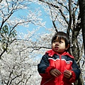 2012.04.07-來到日田蒸留所，碰巧遇到當地有活動，一群人坐在櫻花樹下賞櫻，還有市集及演唱的樂手，好不熱鬧，不過跟台灣不同的是，他們一樣垃圾不落地，分類的垃圾桶清清楚楚乾乾淨淨!!
