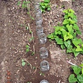 2012.04.24-小綠豆們終於可以從瓶子移到泥土裡了.....