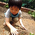 2012.04.24-以後每天都可以來此觀察它們的生長狀況....
