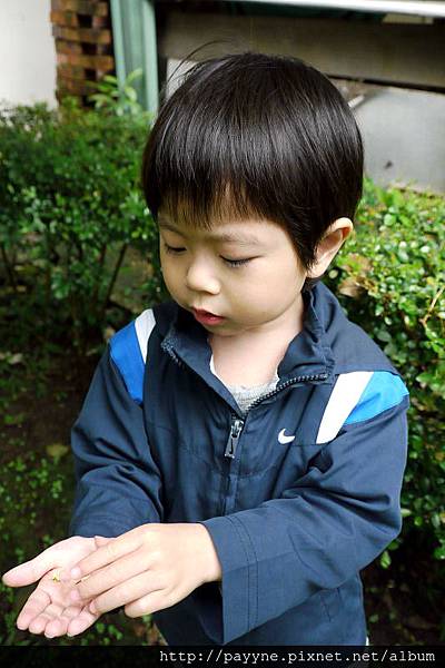 2012.04.26-按圖索驥，首先找到了桂花...採了一些放在手上，聞聞看香不香？