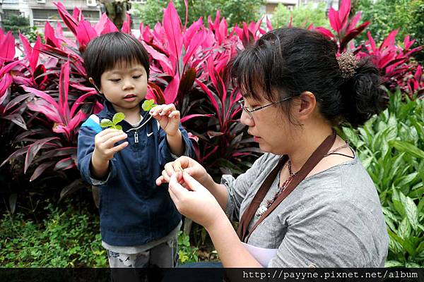 2012.04.26-之後找到酢醬草，跟老師進行拔河比賽，看誰可以把對方的酢醬草扯斷...