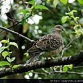 2012.04.26-雖是小小公園，裡頭的生物可真不少...媽咪就發現在樹梢上停著一隻羽翼相當漂亮的鳥...