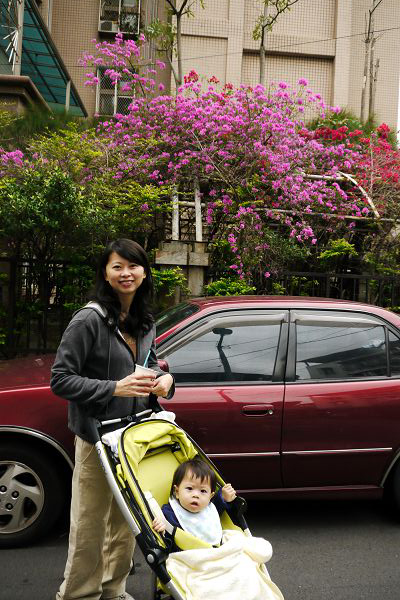 2009.11.22-週末到附近吃過早餐後散步回家，路上看到人家院子漂亮的大樹也就順便拍一張囉~~