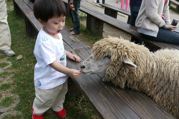 2010.09.04-羊咩咩只不過是隻放大的粽子嘛~~