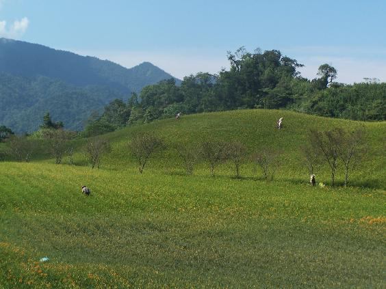 六十石山花田