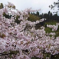 SaKuRa06_030.jpg