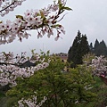 SaKuRa06_180.jpg