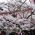 SaKuRa06_160.jpg