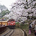 SaKuRa06_070.jpg