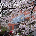 SaKuRa06_150.jpg