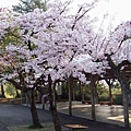 SaKuRa06_290.jpg