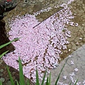 SaKuRa06_330.jpg