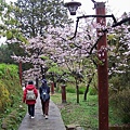 SaKuRa06_380.jpg