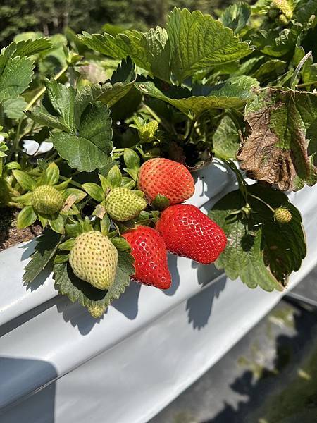 草莓季跟風日(20240120)