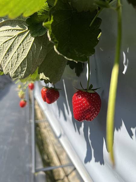 草莓季跟風日(20240120)