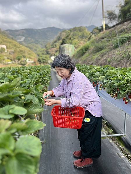 草莓季跟風日(20240120)