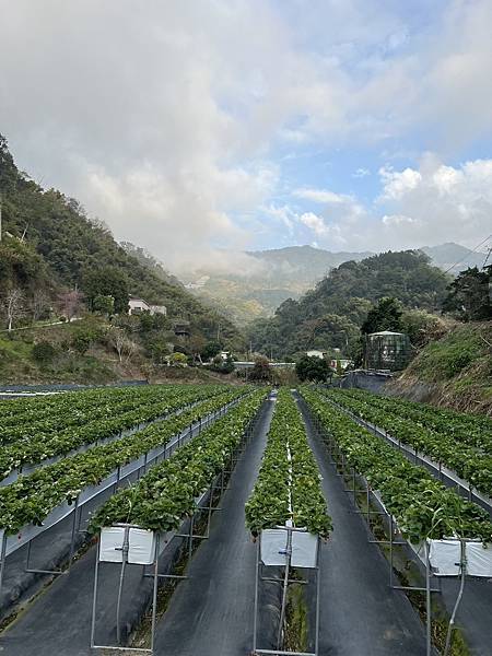 草莓季跟風日(20240120)