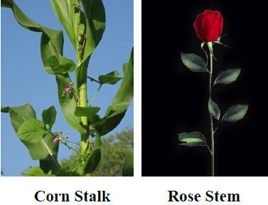 stalk stem