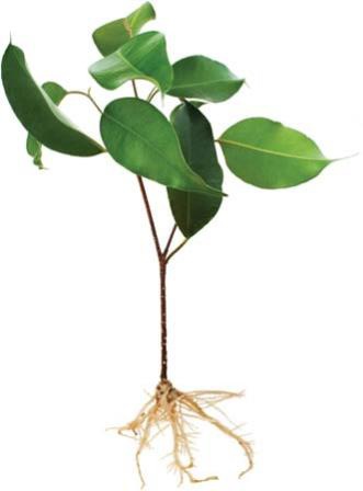 stem and root