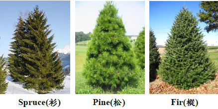spruce pine fir