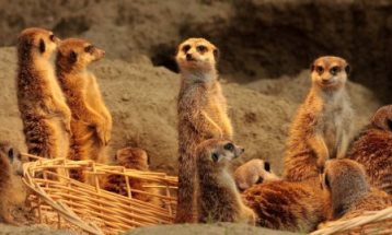 meerkats_looking_around_by_netzlemming-d2xzjf3