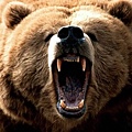 Great_Grizzly_Bear_Bellowing.jpg