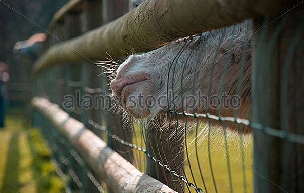 horse-farm-nose-wire-mouth-poke-through-hair-fence-wood-hungry-beg-b9xg7e.jpg