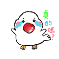 白文鳥9.png