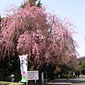 垂垂的粉紅色櫻花