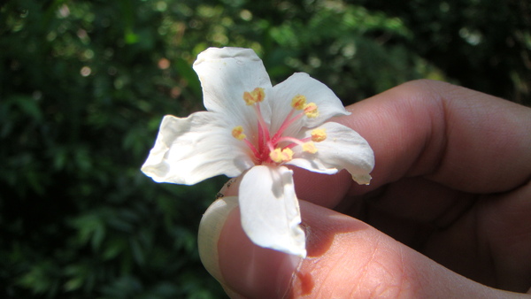 漂亮的桐花