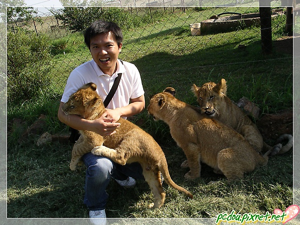 羅小謙被小獅子咬了啊~