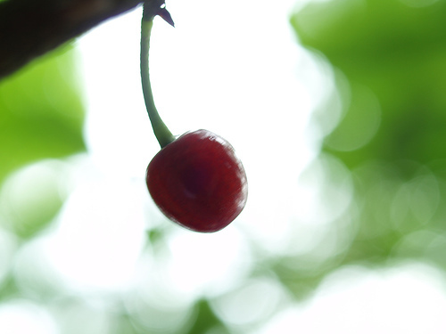 櫻花果