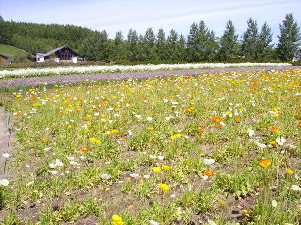 好喜歡好喜歡北海道喔(富良野)