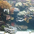 帛琉美麗的珊瑚
