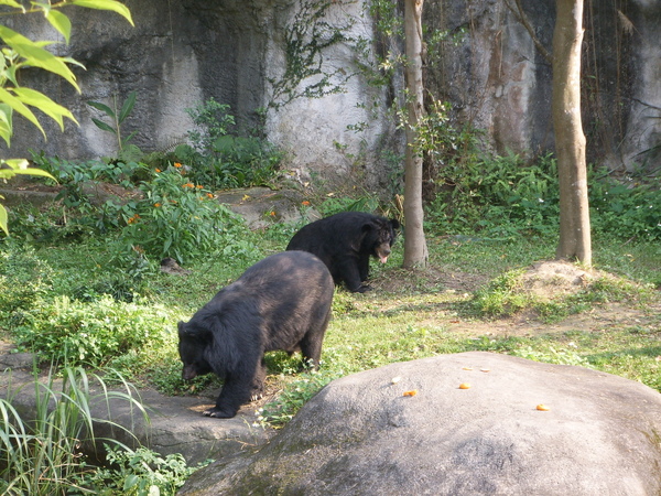 動物2-1