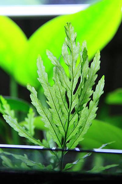 黑木蕨水上叶3.jpg