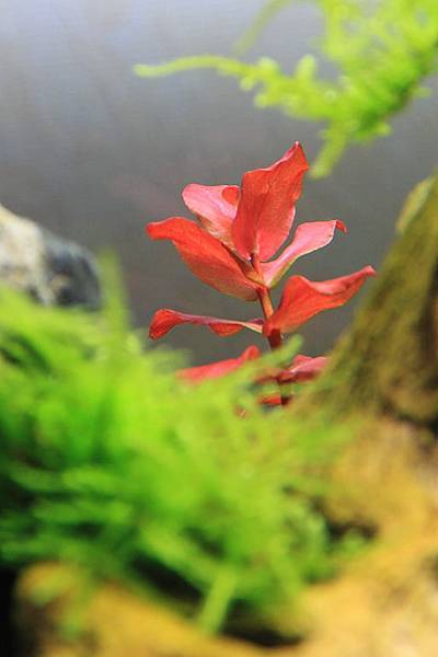 紅蝴蝶水中葉