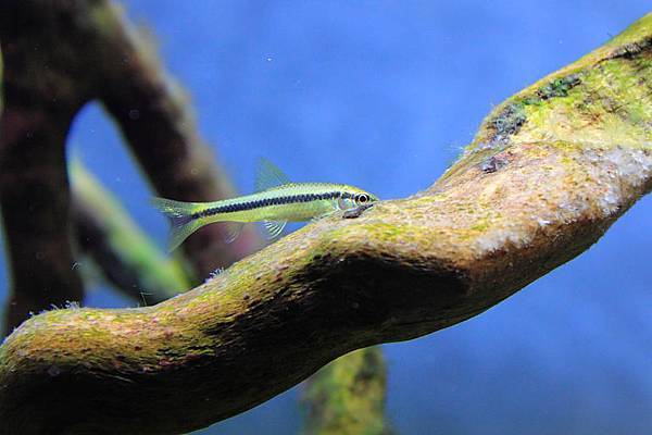 除藻生物上場