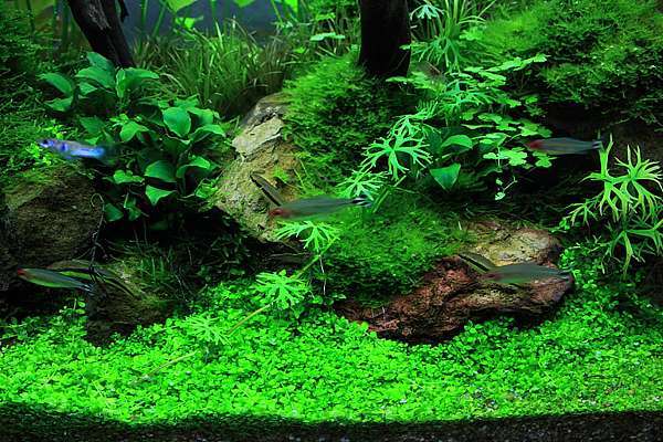 試用丹麥tropica 專業水草液肥 一位剛接觸水草缸的玩家 痞客邦
